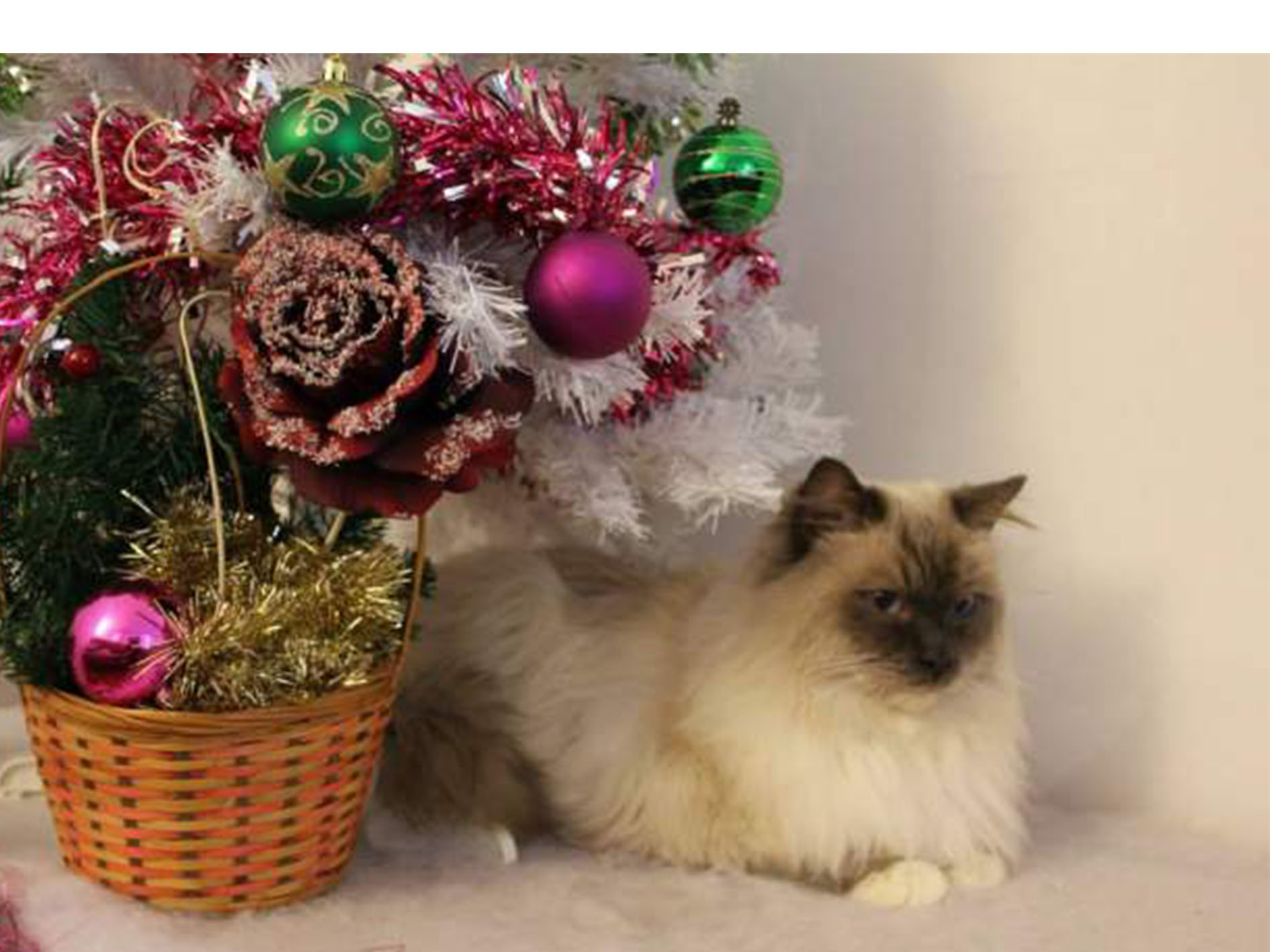 Gandhi ragdoll loof double champion -- saillie