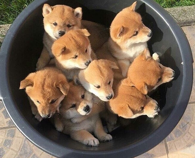 Chiots Shiba-Inu LOF